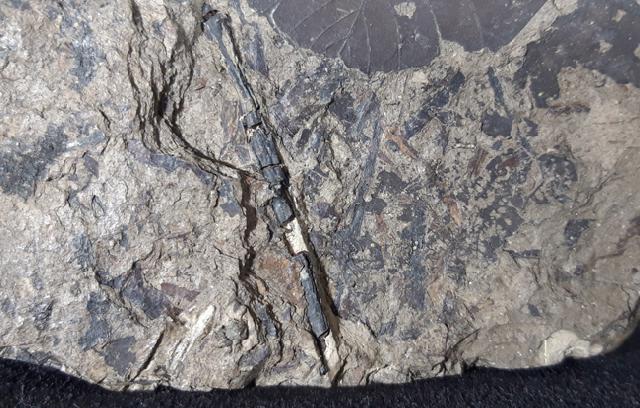 Populus populina (BRONGINIART) in KNOBLOCH 1855 - Bild © FossNet FossilienStore